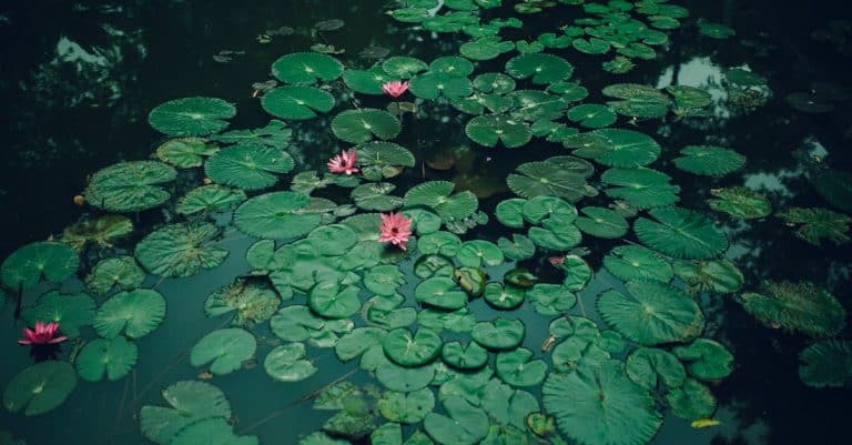 Quelles plantes exotiques choisir pour son jardin ?