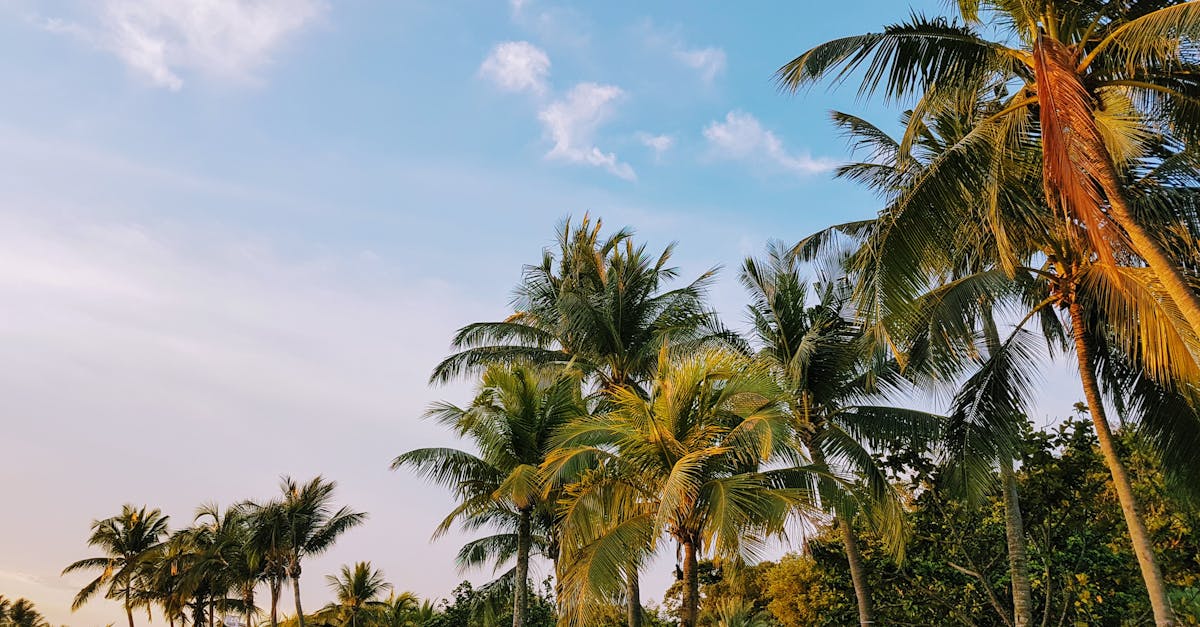 découvrez un monde fascinant avec nos plantes exotiques uniques. apportez une touche tropicale à votre intérieur et apprenez à entretenir ces merveilles de la nature. explorez notre sélection de plantes rares et transformez votre espace en un véritable jardin d'éden.