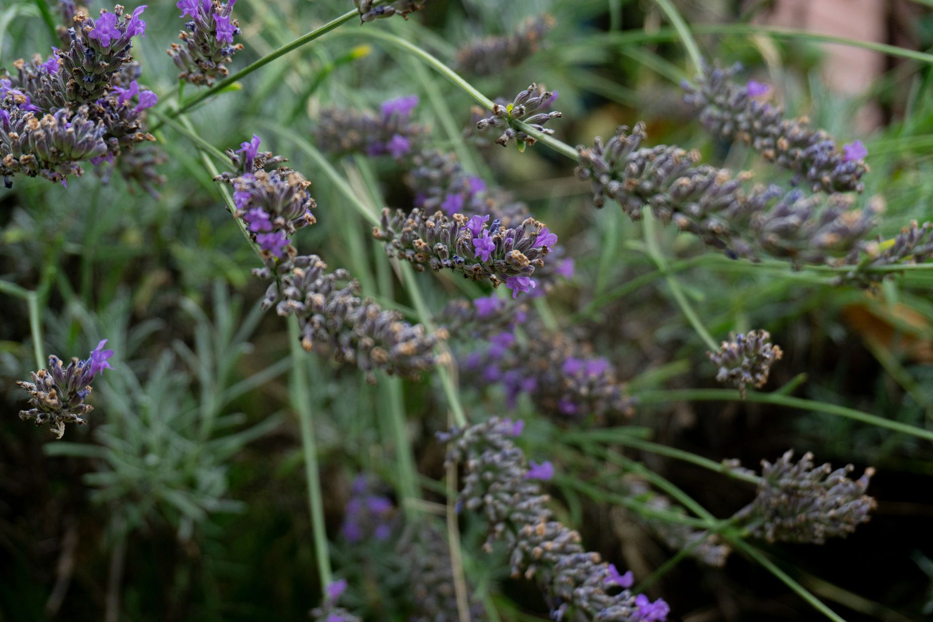 Comment aménager un jardin méditerranéen ?