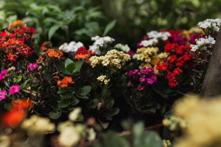 Que peut-on découvrir au jardin botanique ?