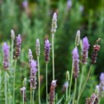 Des plantes sobres en eau pour un jardin ensoleillé
