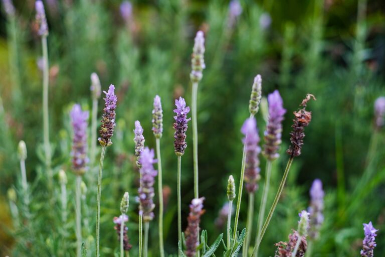 Des plantes sobres en eau pour un jardin ensoleillé