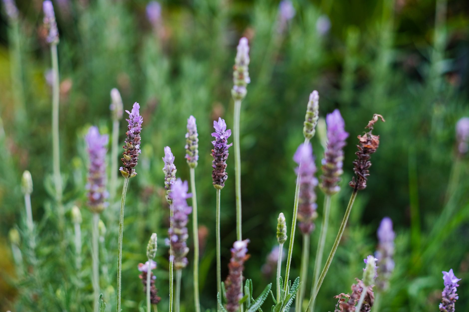 Des plantes sobres en eau pour un jardin ensoleillé